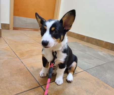 Harris Hill Animal Hospital