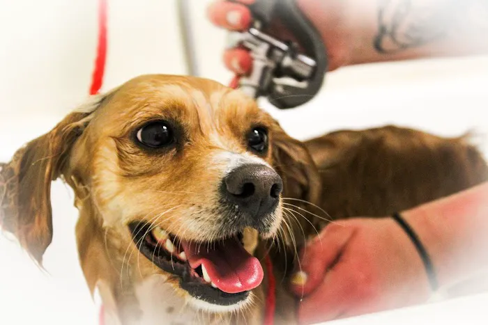 Harris Hill Animal Hospital Picture 5