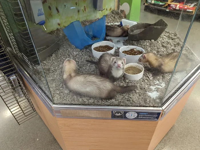 Petco Picture 2