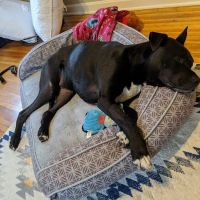 Lancaster Small Animal Hospital ico