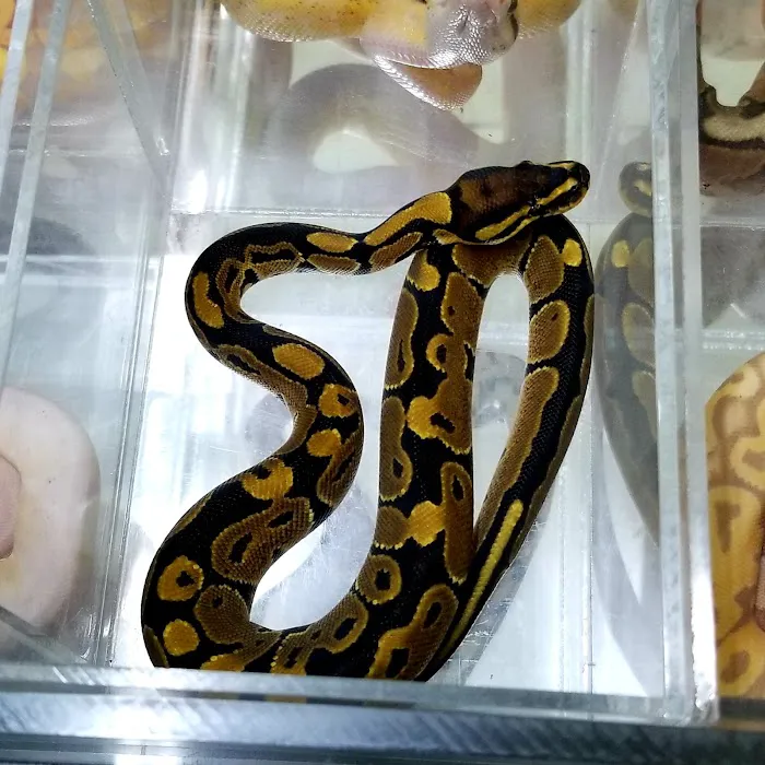 The Reptile Snack Shack Picture 6