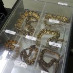 The Reptile Snack Shack