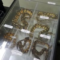 The Reptile Snack Shack ico