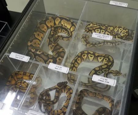 The Reptile Snack Shack