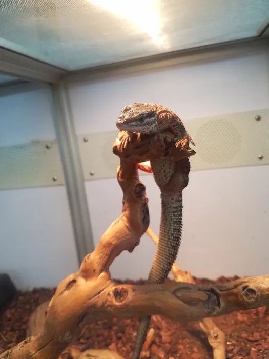 The Reptile Snack Shack Picture 2
