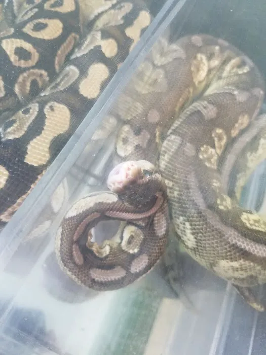 The Reptile Snack Shack Picture 7