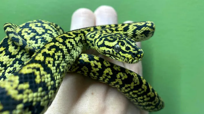 Reptiles, Etc. Picture 1