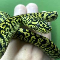 Reptiles, Etc. ico