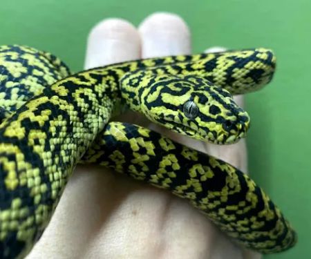 Reptiles, Etc.