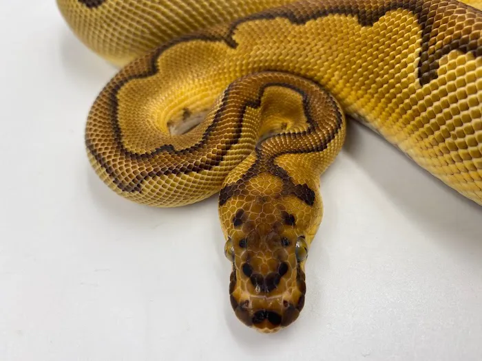 Reptiles, Etc. Picture 2