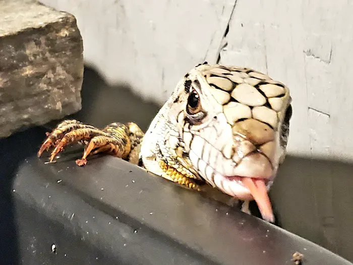 Reptiles, Etc. Picture 10