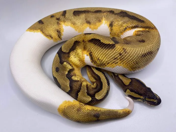 Reptiles, Etc. Picture 8