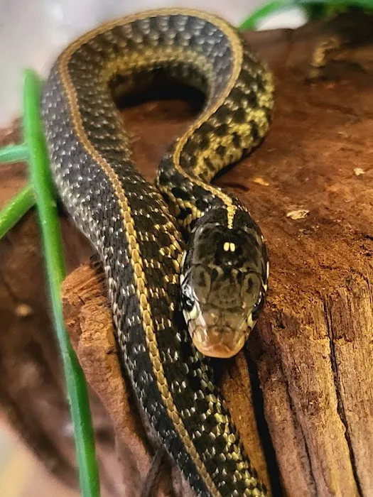 Reptiles, Etc. Picture 9