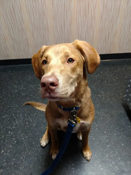 All Creatures Animal Hospital Picture 4