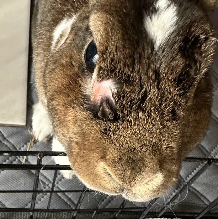 All Creatures Animal Hospital Picture 3