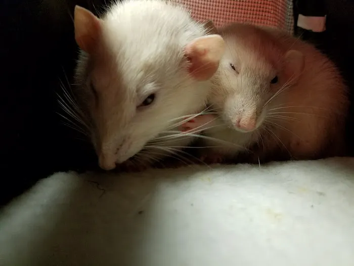 All Creatures Animal Hospital Picture 7