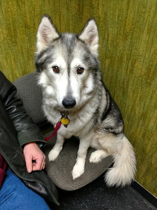 All Creatures Animal Hospital Picture 5