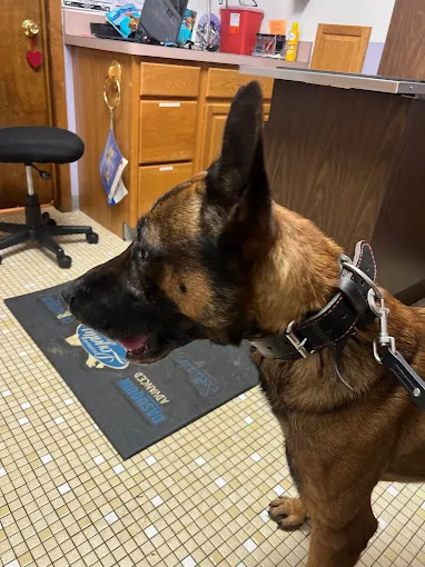 Alliance Animal Hospital Picture 3