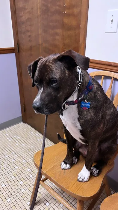 Alliance Animal Hospital Picture 2