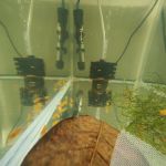 anaaquariums