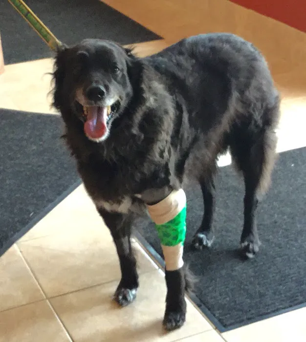 Elma Animal Hospital Picture 8