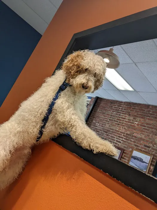 The Pet Works Picture 7