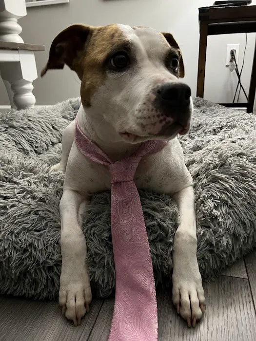 Suburban South Veterinary Hospital Picture 4