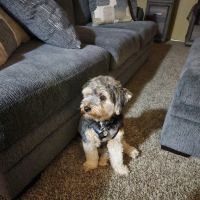 Tri-Town Veterinary Hospital ico