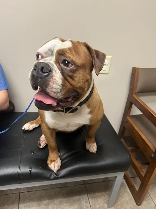 BluePearl Pet Hospital Picture 1