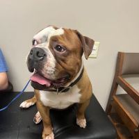 BluePearl Pet Hospital ico
