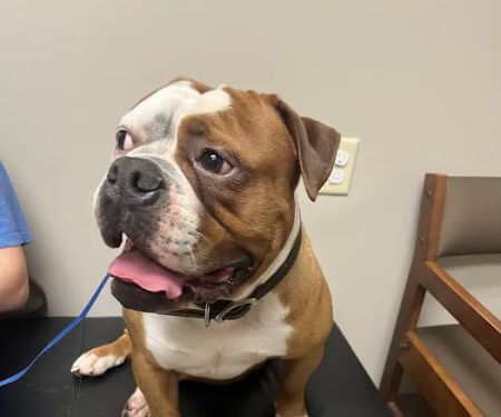 BluePearl Pet Hospital