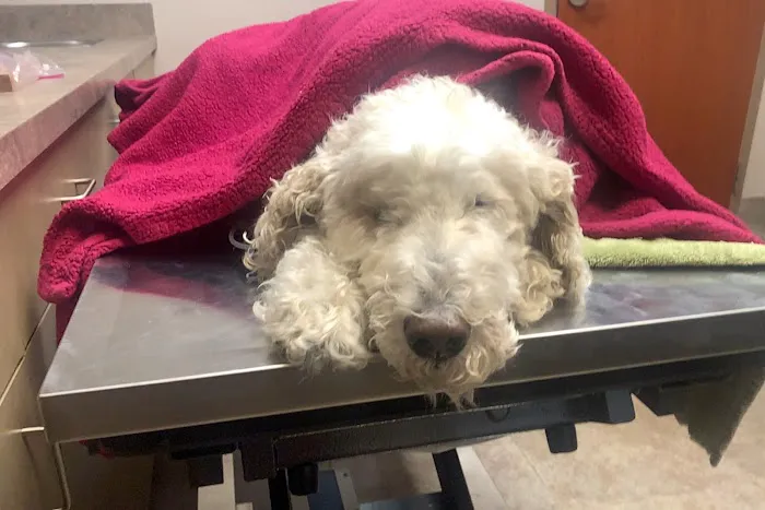 BluePearl Pet Hospital Picture 2
