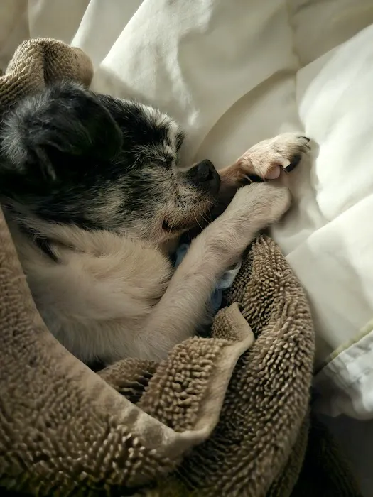BluePearl Pet Hospital Picture 9