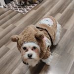 Rain or shine pets LLC