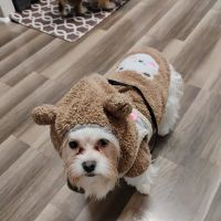 Rain or shine pets LLC ico