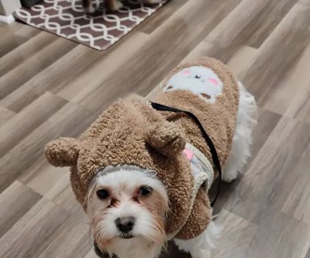 Rain or shine pets LLC