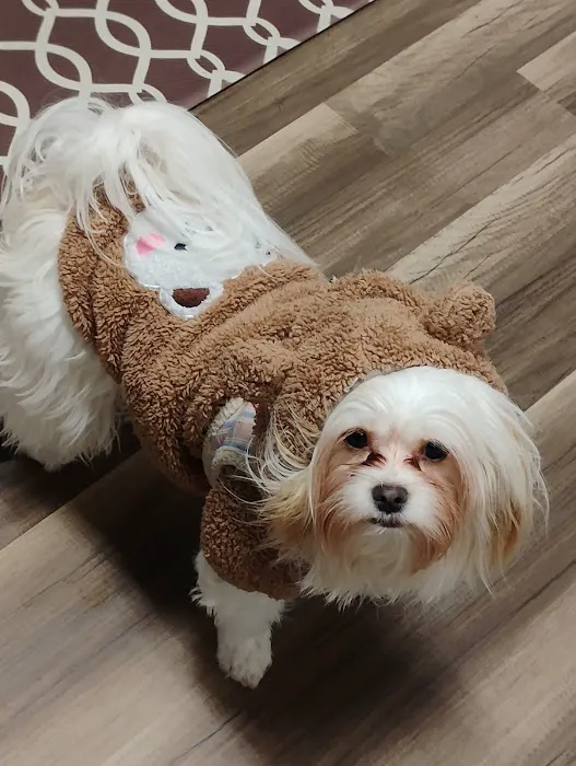 Rain or shine pets LLC Picture 6