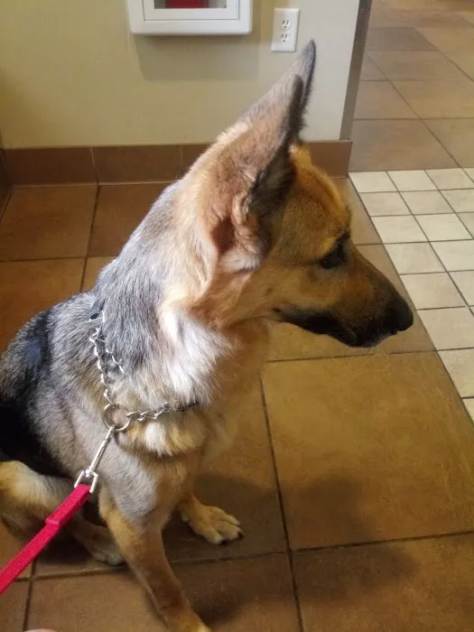 Eden Veterinary Clinic, PLLC Picture 4