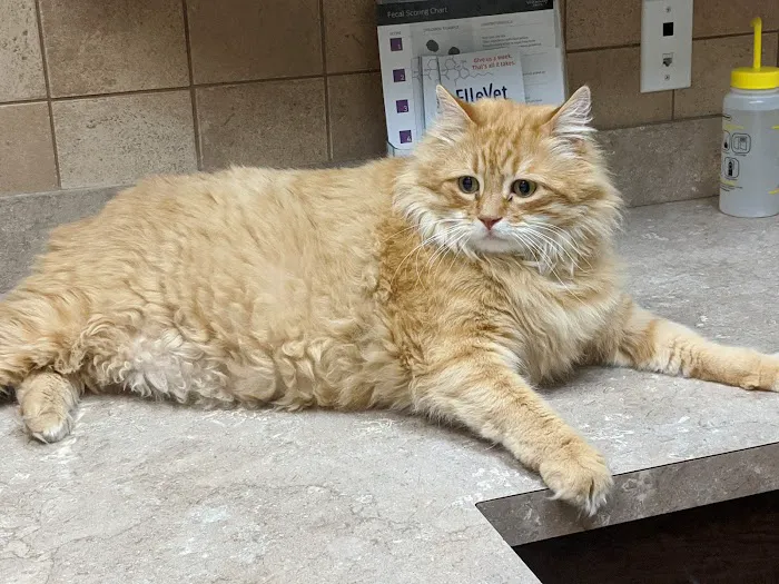 Eden Veterinary Clinic, PLLC Picture 8