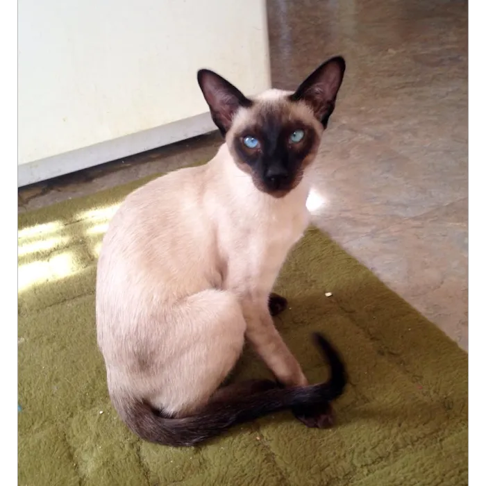 Siameden Cattery Picture 3