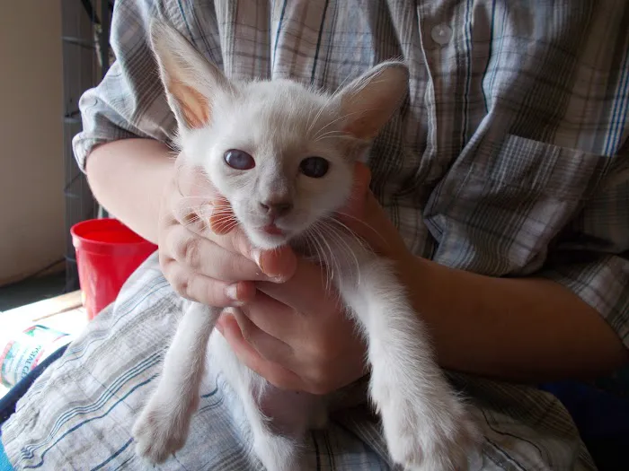 Siameden Cattery Picture 2