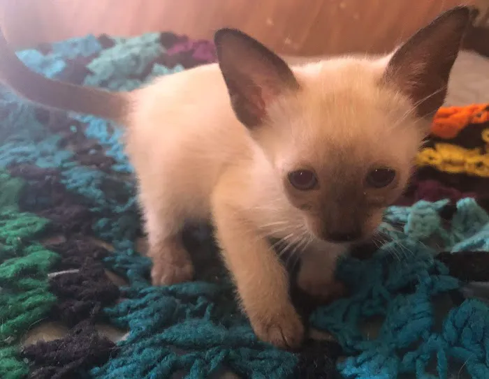 Siameden Cattery Picture 1