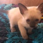 Siameden Cattery