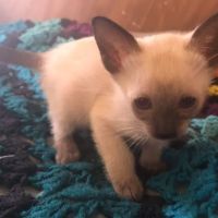 Siameden Cattery ico