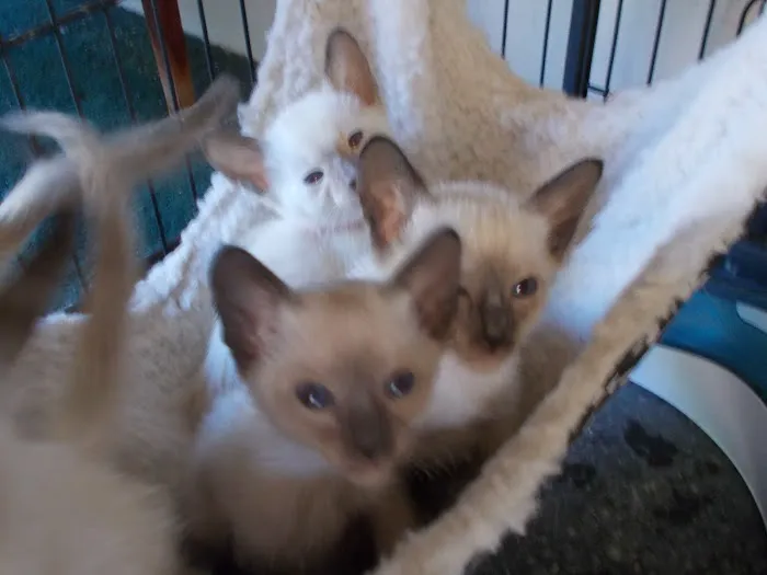 Siameden Cattery Picture 4