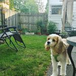 Aurora Park Animal Clinic