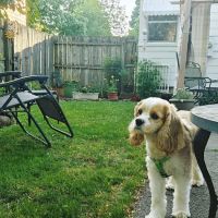 Aurora Park Animal Clinic ico