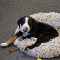 Thorn Avenue Animal Hospital ico