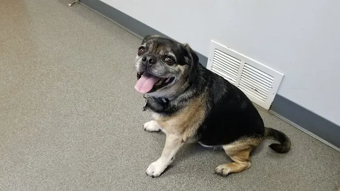 Thorn Avenue Animal Hospital Picture 7