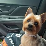 Tillou Veterinary Hospital